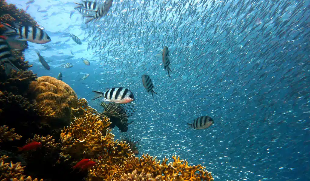 Exploration sous-marine de surface